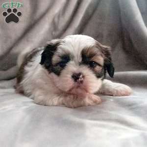 Chip, Shih Tzu Puppy